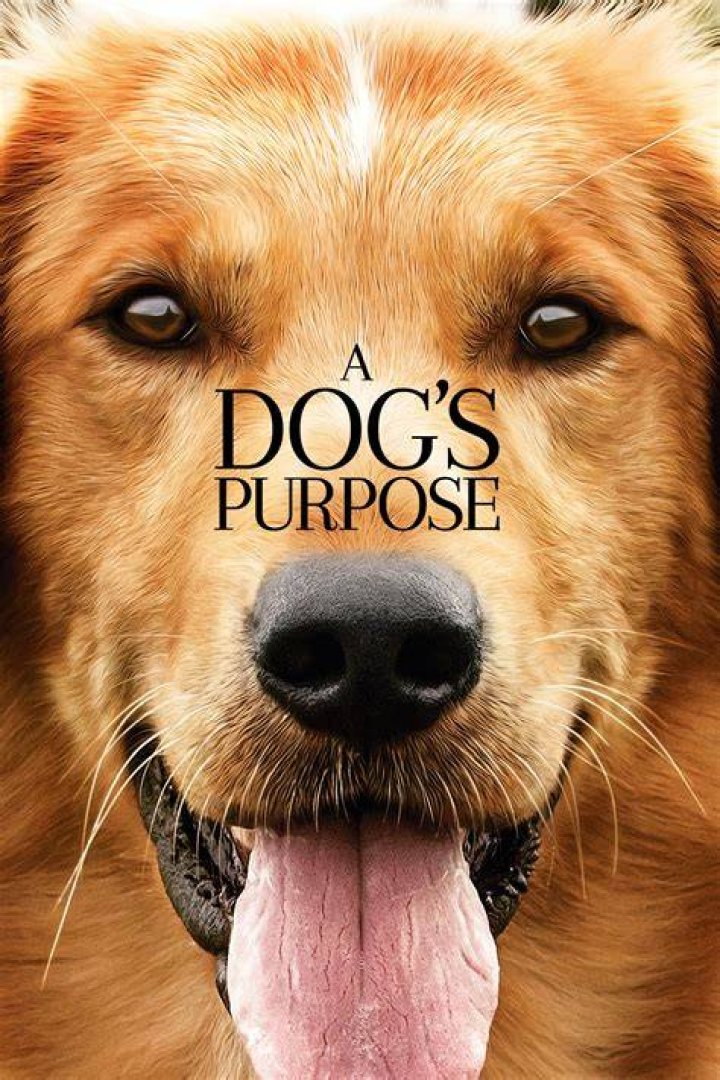 a dogs purpose v1