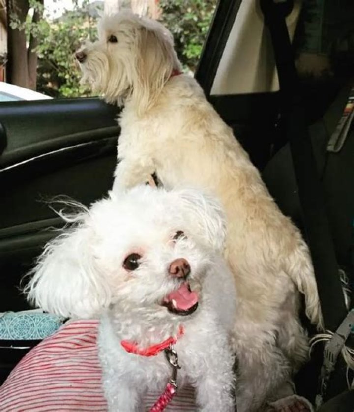 Stassi Schroeder Pets